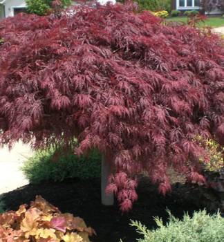 Javor dlanitolist� �CRIMSON QUEEN� 50-60 cm, kont. 2 l