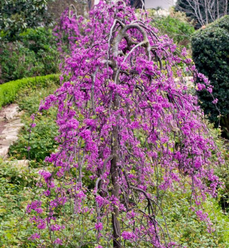 Zmarlika LAVENDER TWIST na kmnku 90 cm, kont. 10 l