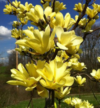 choln hybridn YELLOW BIRD 70-80 cm, kont. 7,5 l