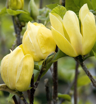 choln hybridn YELLOW BIRD na kmnku 90 cm, kont. 18 l
