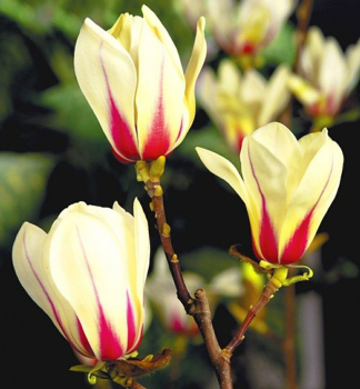 cholan SUNRISE 60-70 cm, kont. 7 l