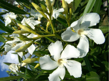 Obrzok (5)