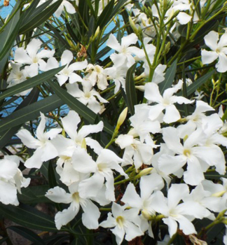 Oleandr bl SOEUR AGNES 80-90 cm, kont. 3 l