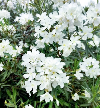 Obrzok (2)