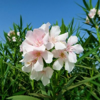 Oleander růžovo-bílý, 30-40 cm, kont. 1,5 l 