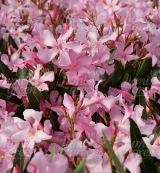 Oleander r��ov�, 30-40 cm, kont. 1,5 l