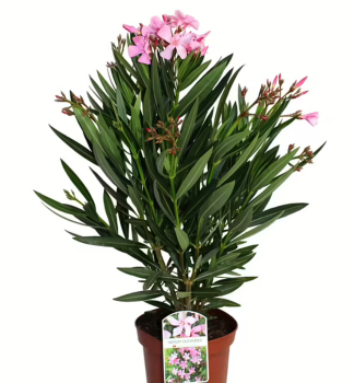 Oleander r��ov�, 30-40 cm, kont. 1,5 l