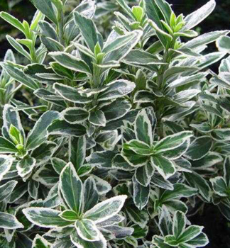Brslen japonsk MICROPHYLLUS ALBOVARIEGATUS 20-30 cm, kont. 2,5 l