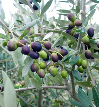 Olivovník evropský ´LECCINO´, na kmínku 60 cm, kont. 6 l