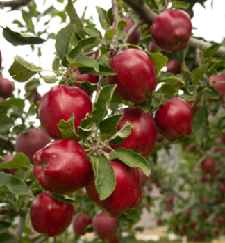 Jablo RED DELICIOUS podn. M9, prostrok.