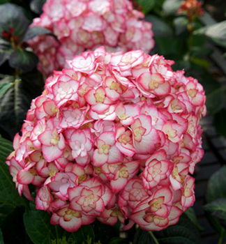 Obr�zok (5)