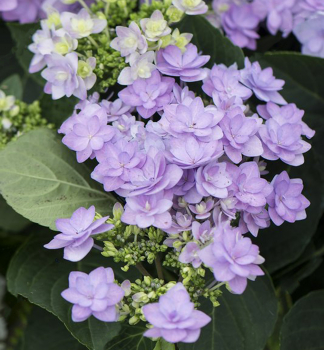 Hortenzie velkolist ROMANCE 10-15 cm, kont. 1,4 l