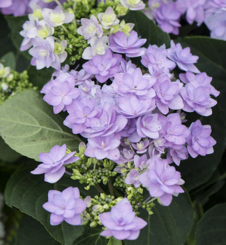 Hortenzie velkolist� �ROMANCE�, kont. 1,4 l