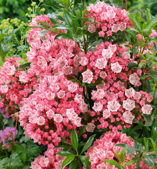 Mamota �irokolist� �OLYMPIC FIRE� 30-40 cm, kont. 4 l