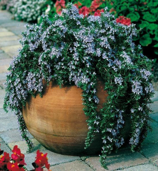 Rozmar�n pol�hav�, kont. 1 l