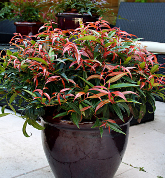 Leukote BURNING LOVE 20-30 cm, kont. 2 l
