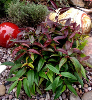 Leukote ROYAL RUBY 20-30 cm, kont. 2 l