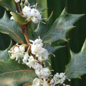 Obrzok (4)
