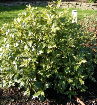 Vonokvtka rznolist GOSHIKI 10-15 cm, kont. 1,4 l