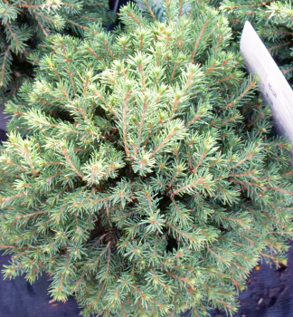 Obrzok (6)
