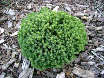 Obrzok (5)