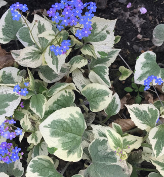 Pomnnkovec velkolist VARIEGATA kont. 0,5 l