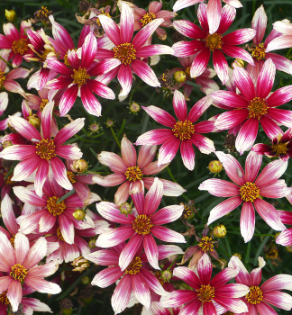Krsnooko SUNSTAR ROSE kont. 0,5 l