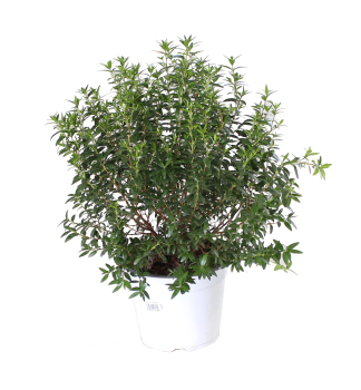 Myrta obecn, kont. 1 l