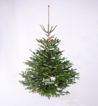 Jedle normannsk PREMIUM, ezan  130-150 cm