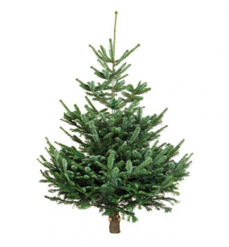 Jedle normannsk PREMIUM, ezan 260-270 cm