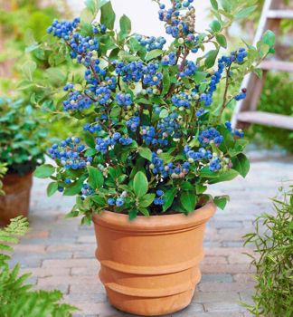 Kanadsk� bor�vka �HORTBLUE PETITE� 30-40 cm, kont. 2 l