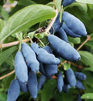 Zimolez kam�atsk� �BOREALIS�� 40-50 cm, kont. 1 l