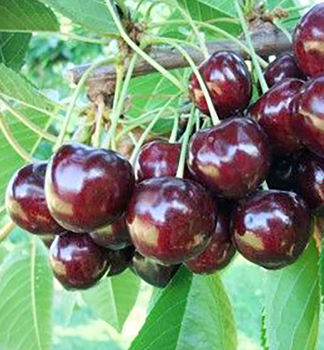 T�e�e� �STACCATO� podn. Colt, 150-170 cm, kont. 5 l