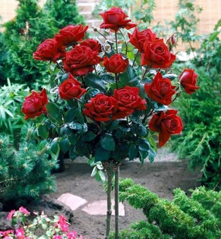 Růže stromková ´MR. LINCOLN´ na kmínku 110 cm, zemní bal