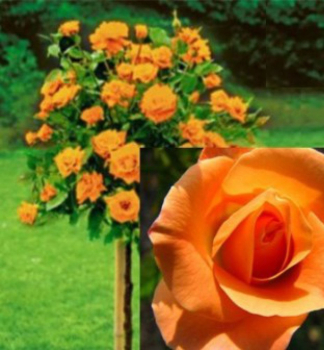 Růža stromková ´CONSUL´ na kmínku 110 cm, zemní bal