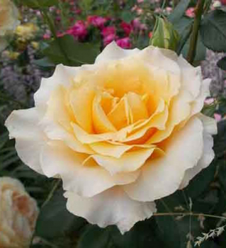 Růže velkokvětá ´CASANOVA´ *** na kmínku 100 cm, kont. 3 l