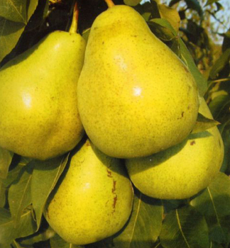 Hrue ALFA podn. kdoulo, 90-110 cm, kont. 5 l