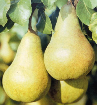 Hrue AMFORA podn. hr. kavkazsk 140-160 cm, kont. 6 l
