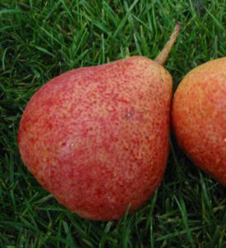 Obrázok (2) Obrázok (2)