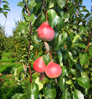 Hrue RADANA podn. kavkazsk, prostok.