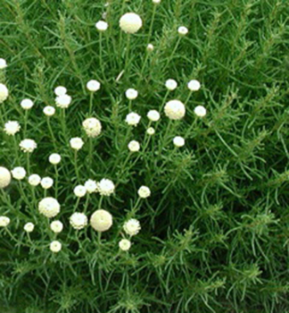 Obrzok (2)