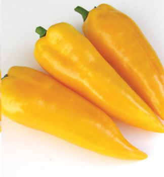 Paprika velkoplodá ´PARTNER F1´, 1 ks v kont. 0,3 l