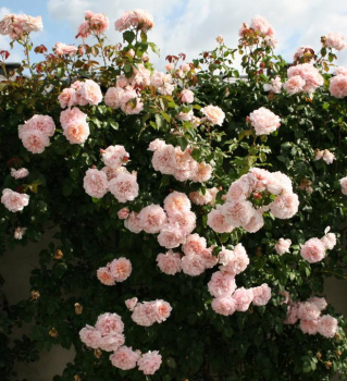 Re pnouc ROSE DE TOLBIAC * Kordes 2013, kont. 2 l