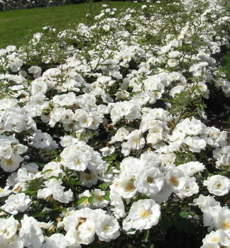 Růže mnohokvětá ´INNOCENCIA®´ ** ADR, Kordes 2003, 40-50 cm, kont. 2 l