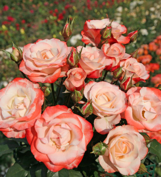 Růže sadová ´AUF DIE FREUNDSCHAFT®´ * 40-50 cm, Kordes 2016, kont. 2 l