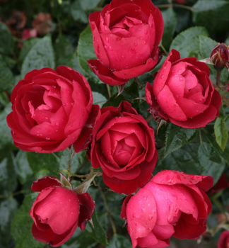 Růže mnohokvětá ´MILANO®´ * Kordes 2011, kont. 2 l