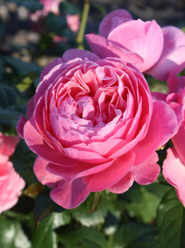 Re sadov FLORA OLOMOUC **** Kordes 2014, kont. 2 l