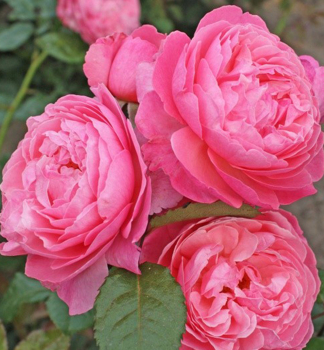 Re sadov FLORA OLOMOUC **** Kordes 2014, kont. 2 l