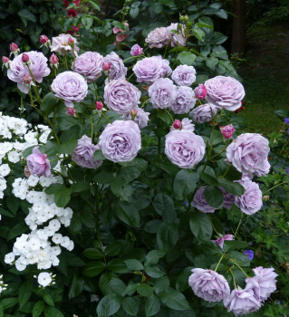 Růže mnohokvětá ´NOVALIS®´ ** 50-60 cm, ADR, Kordes 2010, kont. 2 l