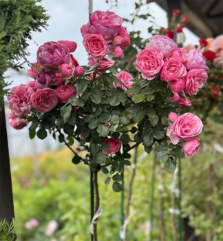 R��e stromkov� �POMPONELLA�� ** ADR, Kordes 2005 na kmienku 80 cm, kont. 5 l